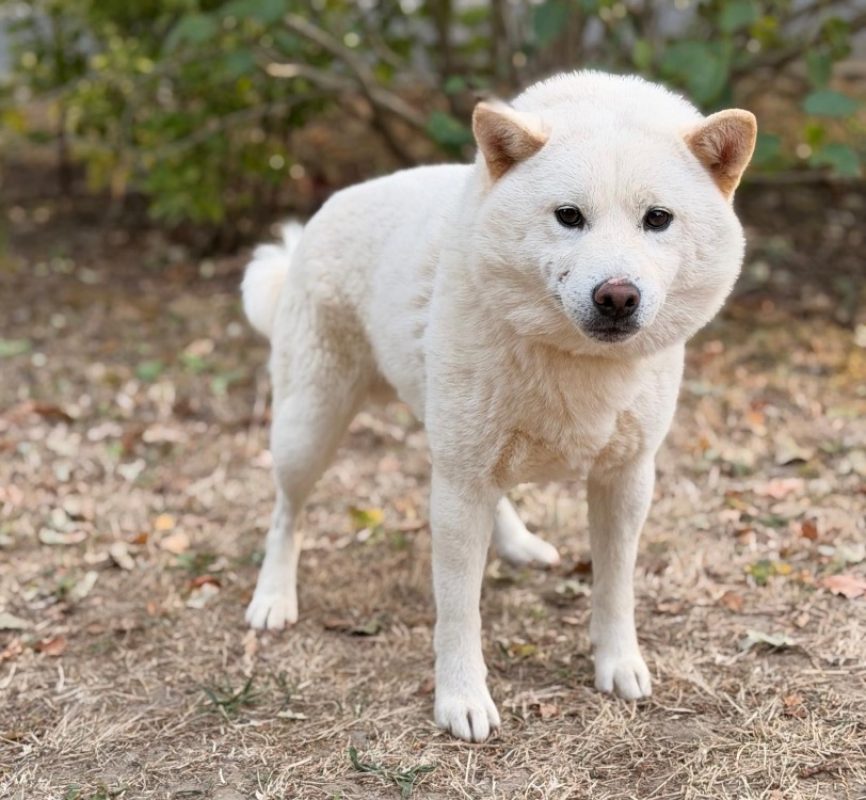 Polaire - Chien à adopter