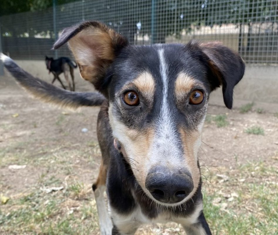 Kalas - Podenco Canario à adopter à Torreilles (66) - Animaux.fr