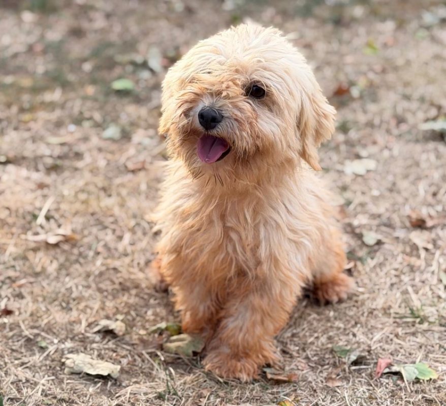 Justine - Chien Coton de Tuléar à adopter
