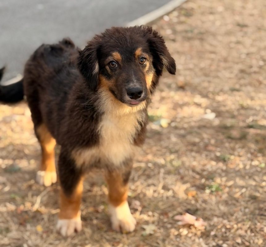 Brut - Chien à adopter
