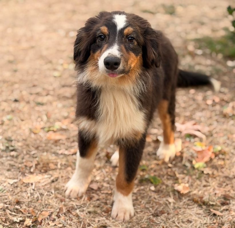 Biscuit - Chien à adopter