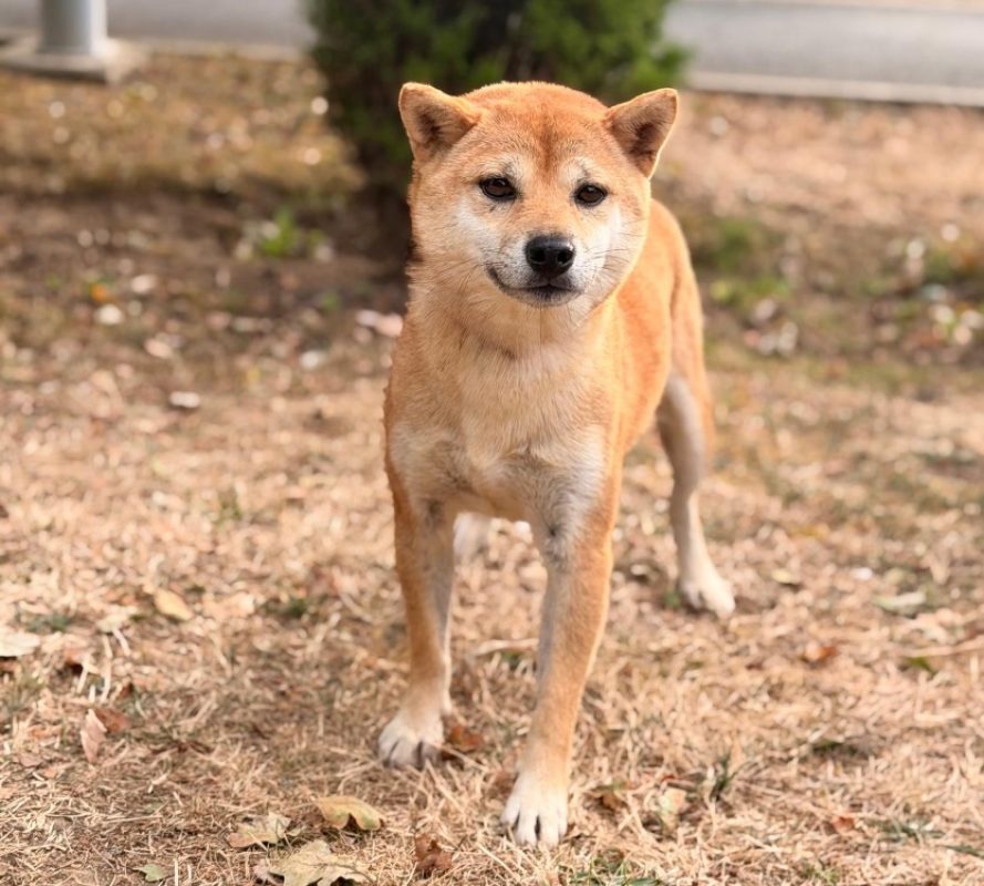 Douce - Chien à adopter