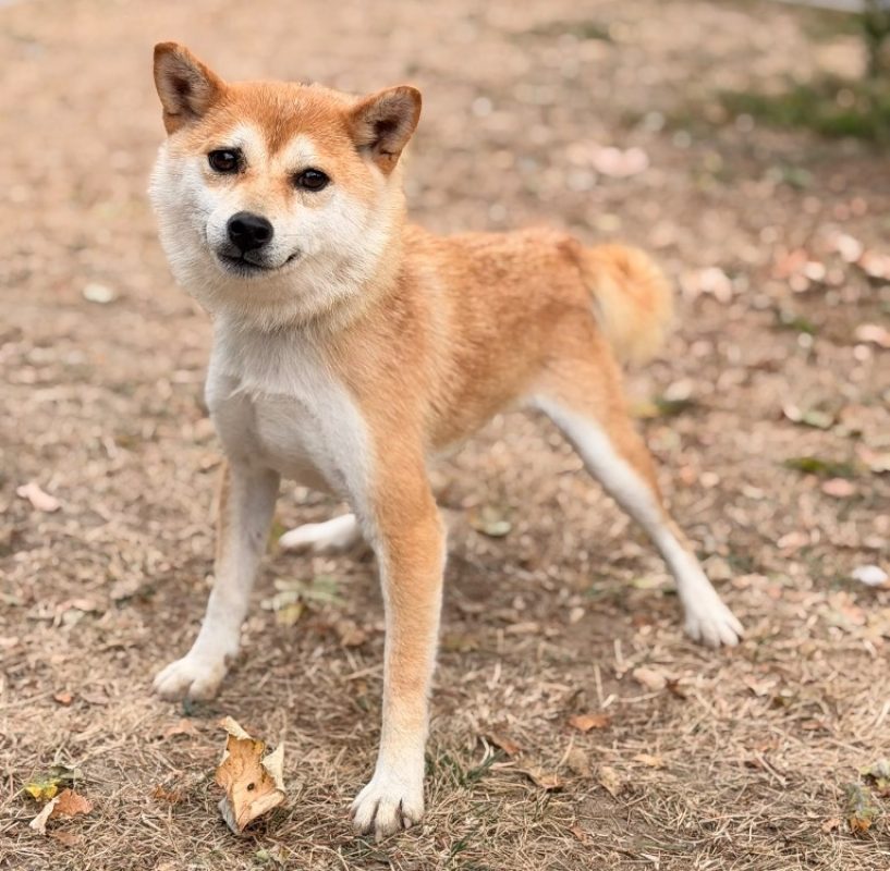 Valkyria - Chien à adopter