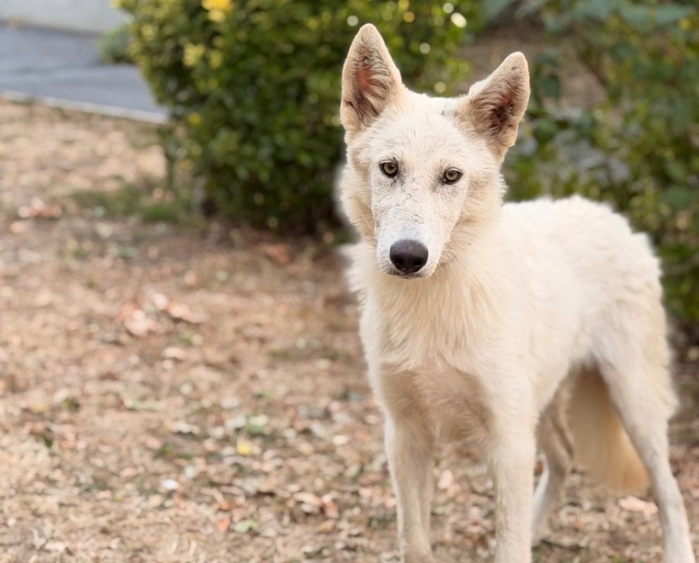 Banco - Chien à adopter
