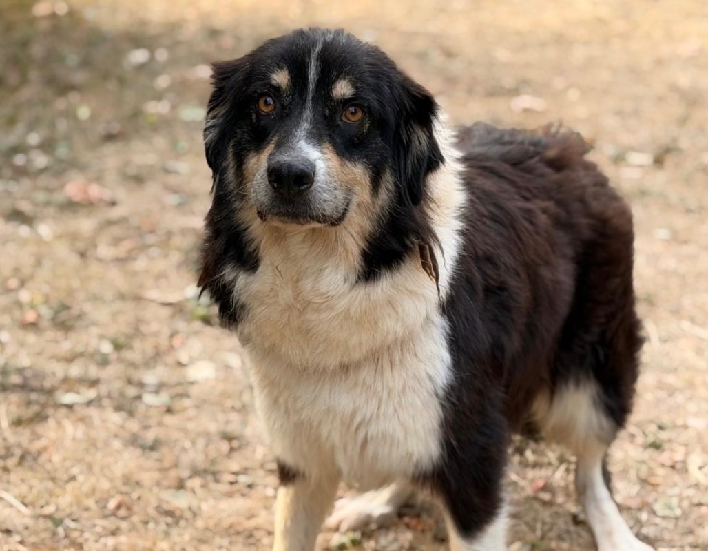 Texas - Chien à adopter