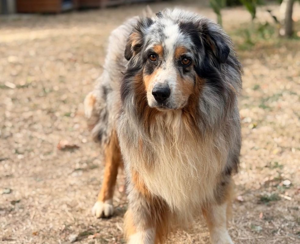 Stan - Chien à adopter