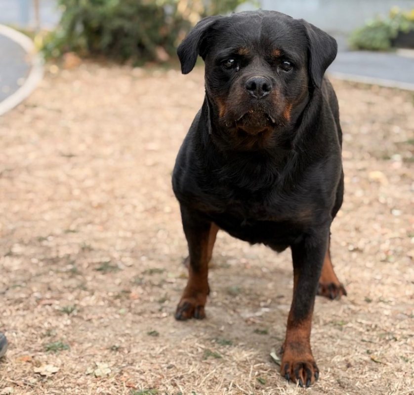 Python - Chien Rottweiler à adopter