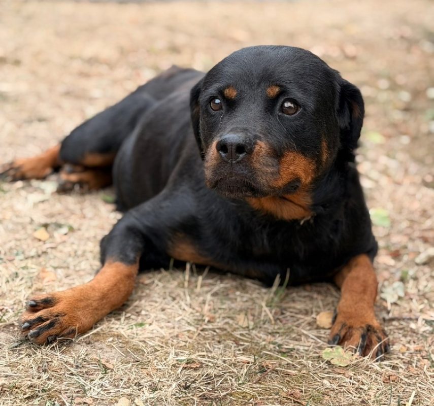 Sheyenne - Chien Rottweiler à adopter