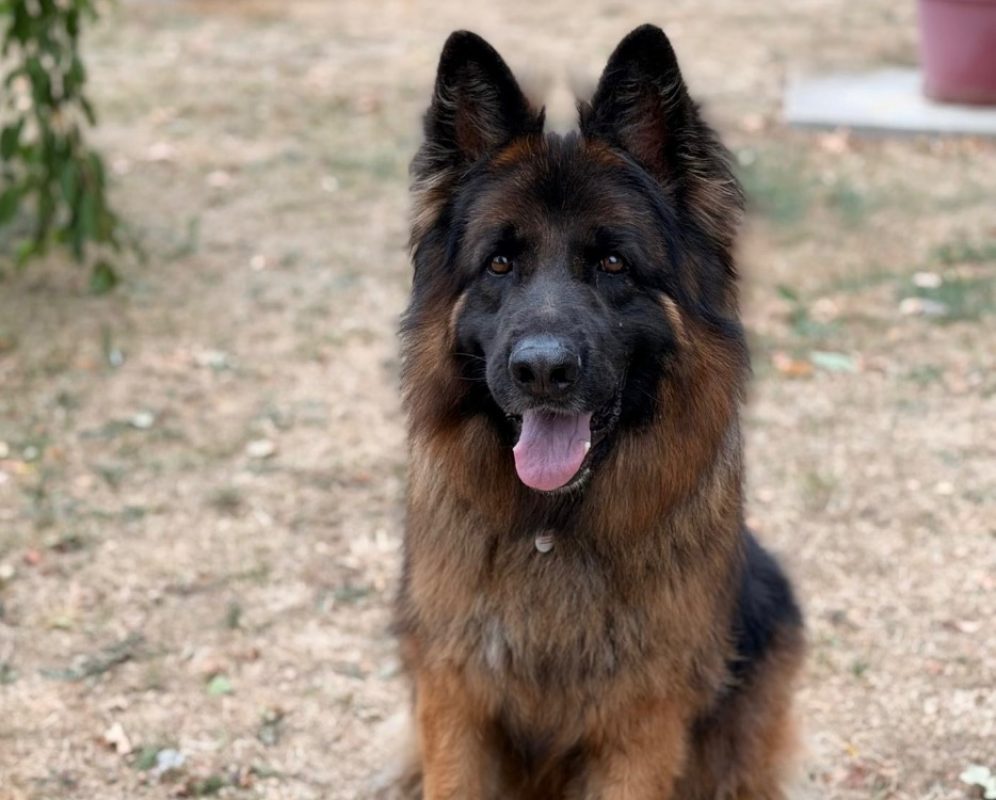 Thorkan - Chien Berger Allemand à adopter