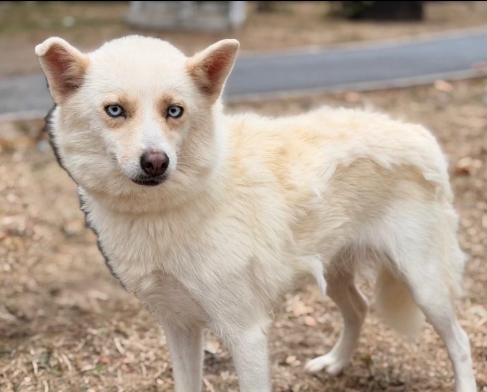 Livia - Chien à adopter