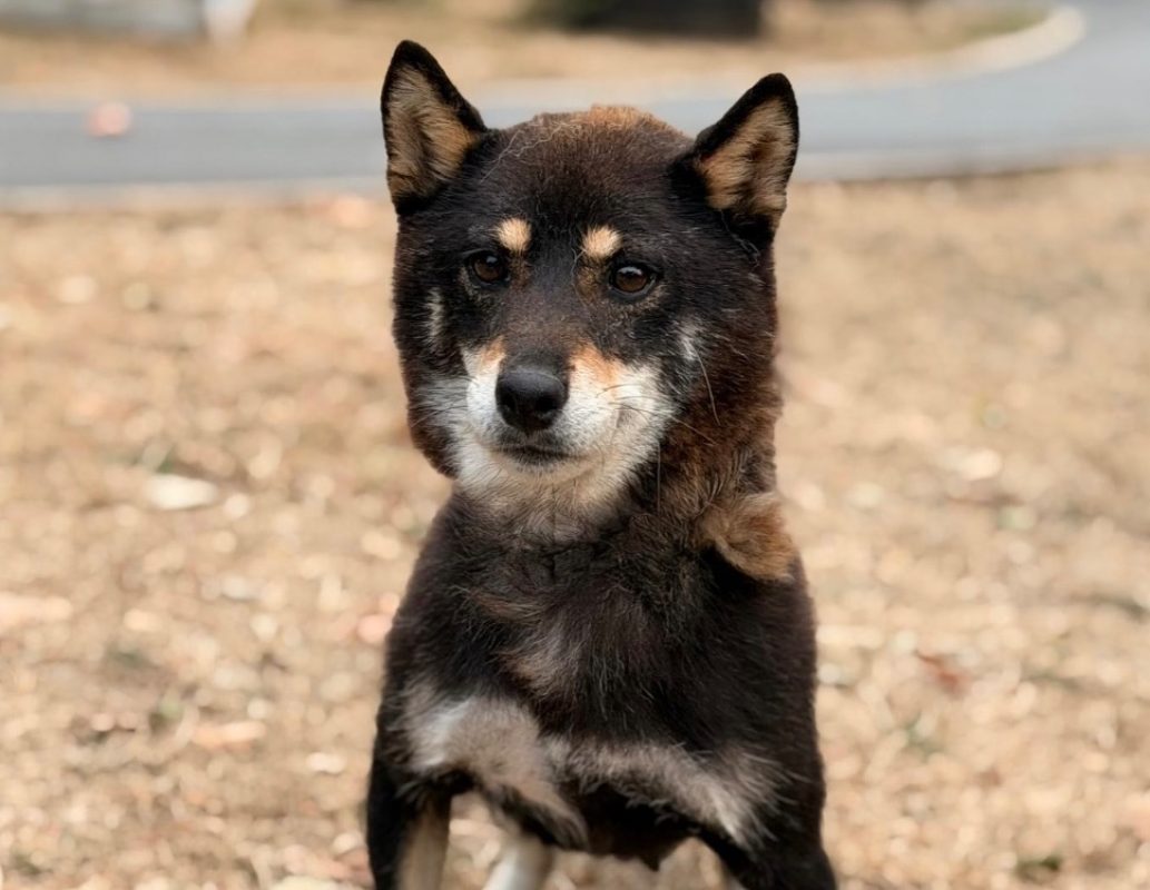 Starly - Chien à adopter