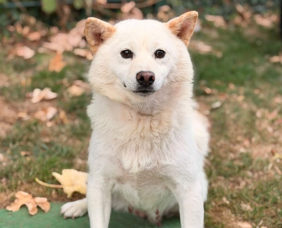 Tazette - Chien à adopter