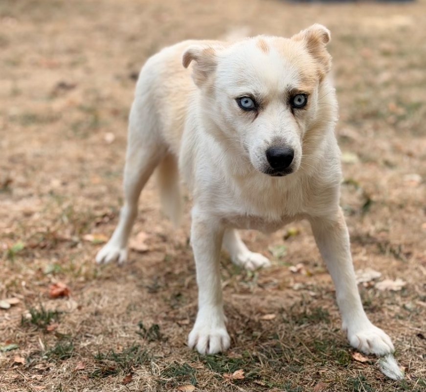 Mika - Chien à adopter