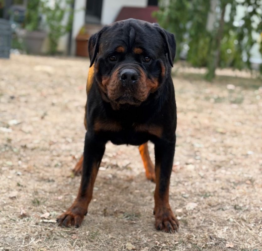 Ryan - Chien Rottweiler à adopter