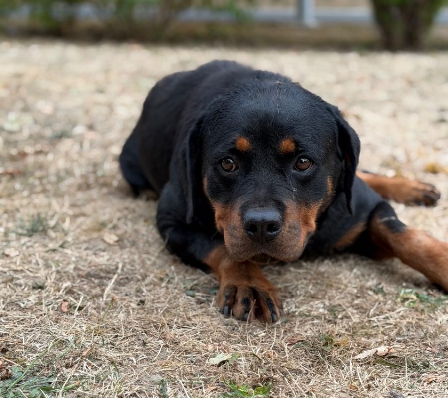 Tiara - Chien Rottweiler à adopter