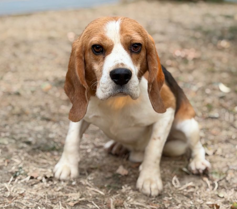 Tom - Chien Beagle à adopter