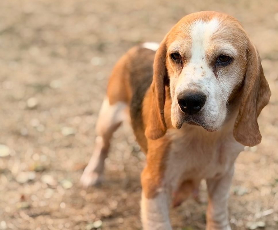 Rose - Chien Beagle à adopter
