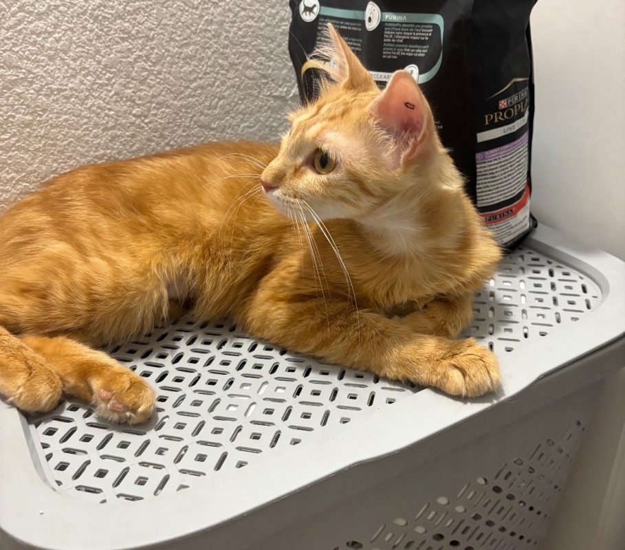 DOXY - Chat Européen à adopter - photo 5