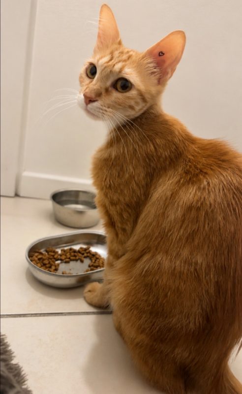DOXY - Chat Européen à adopter - photo 2