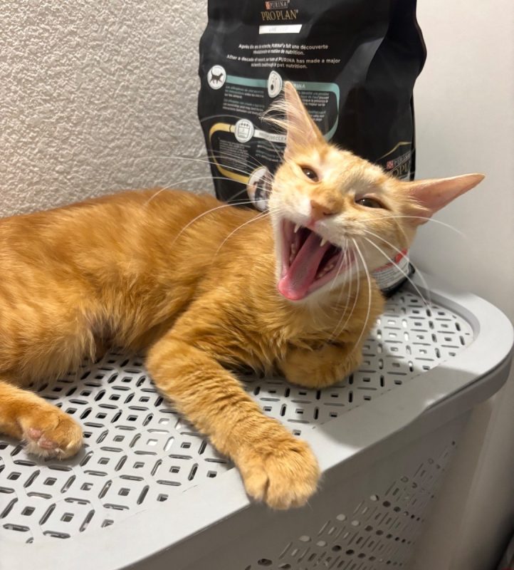 DOXY - Chat Européen à adopter - photo 6