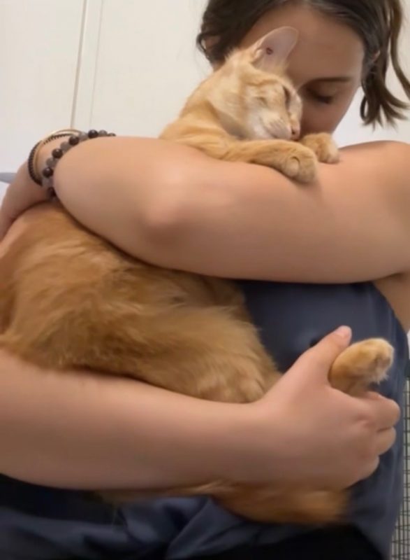 DOXY - Chat Européen à adopter