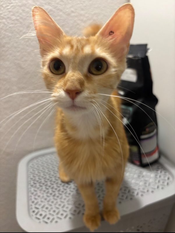 DOXY - Chat Européen à adopter - photo 3