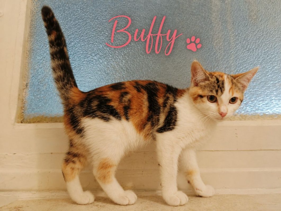 Buffy - Chat Européen à adopter