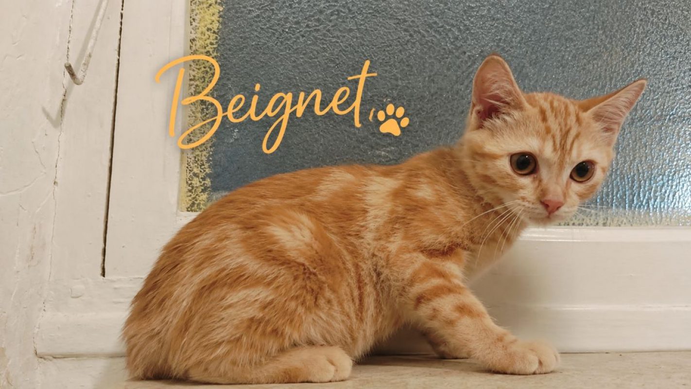 Beignet - Chat Européen à adopter