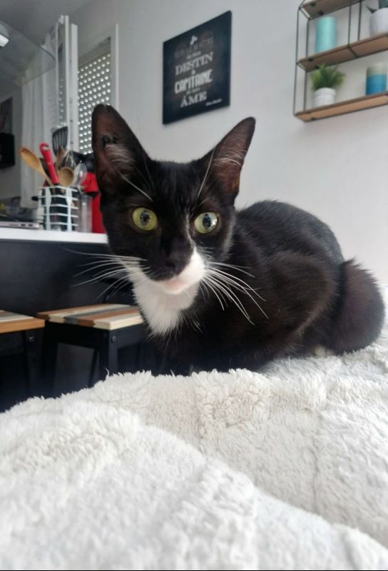Adéna - Chat Européen à adopter - photo 2