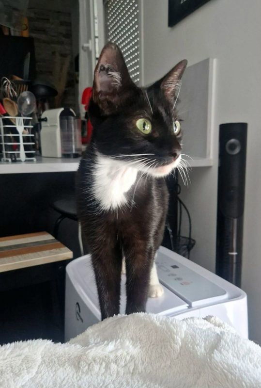 Adéna - Chat Européen à adopter