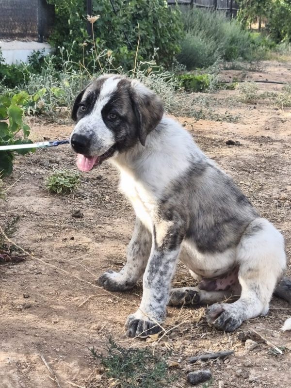 Ulises - Chien à adopter - photo 3