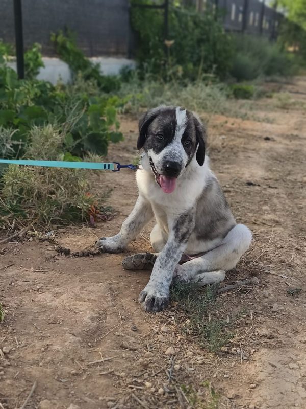 Ulises - Chien à adopter - photo 2