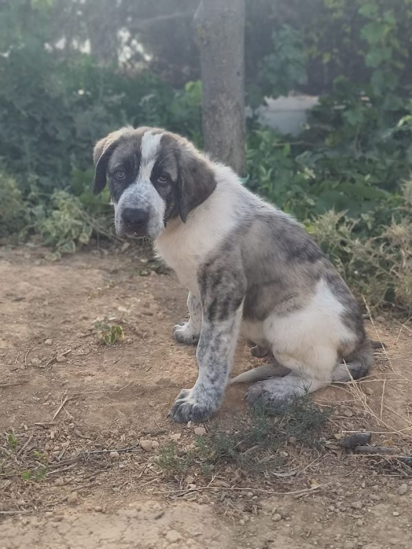 Ulises - Chien à adopter
