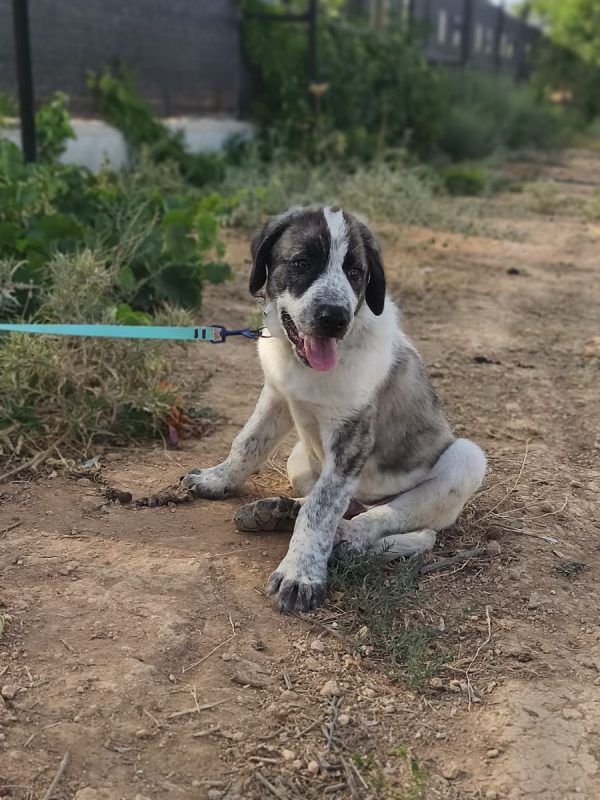 Ulises - Chien à adopter - photo 4