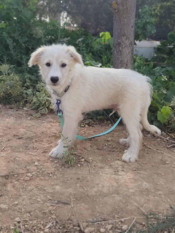 Brody - Chien Berger Catalan à adopter - photo 4