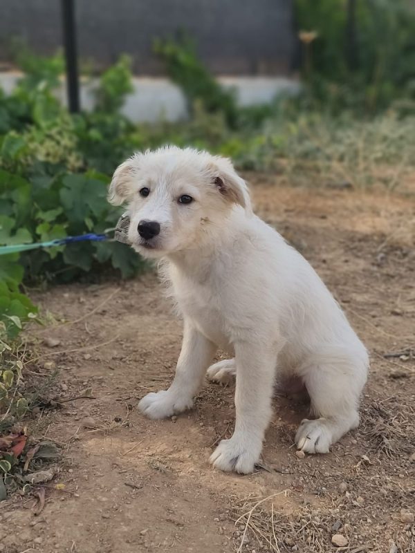 Brody - Chien Berger Catalan à adopter - photo 2