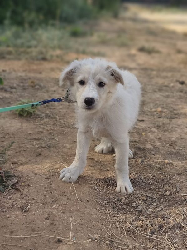 Brody - Chien Berger Catalan à adopter