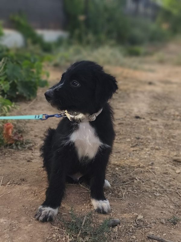 Balu - Chien Berger Catalan à adopter - photo 9