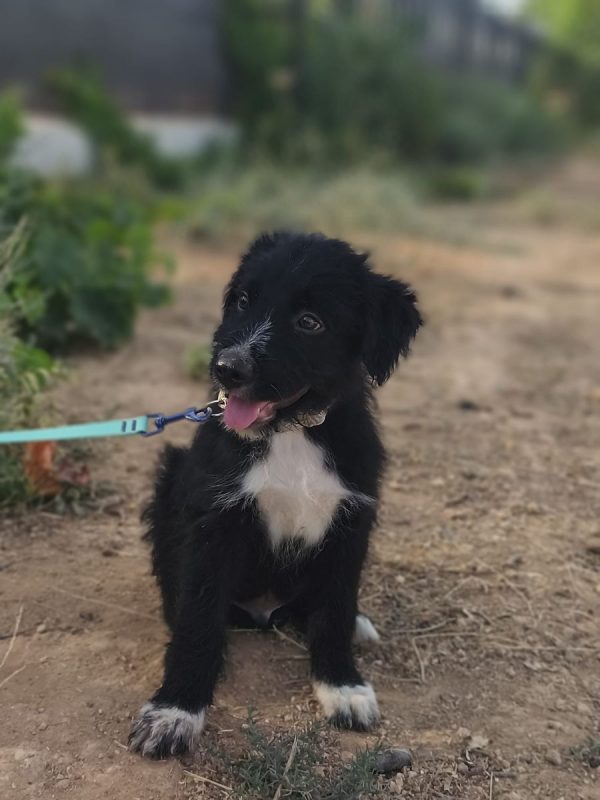 Balu - Chien Berger Catalan à adopter - photo 10