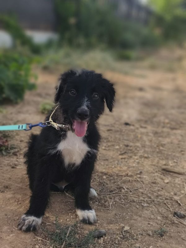 Balu - Chien Berger Catalan à adopter - photo 3