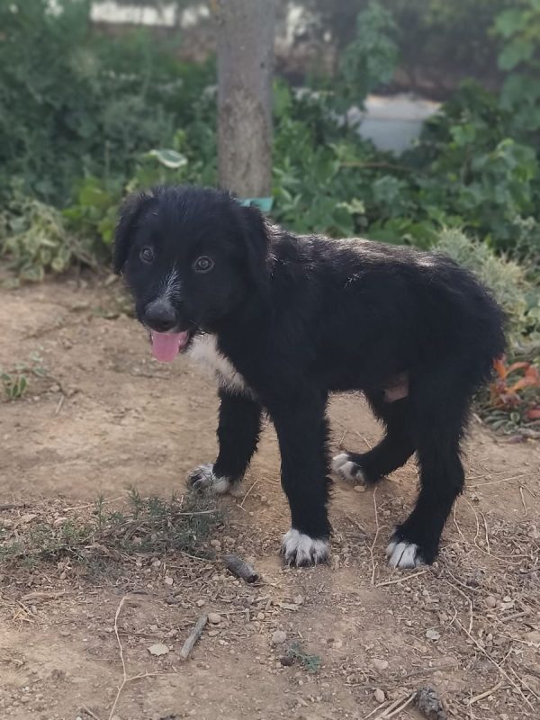 Balu - Chien Berger Catalan à adopter - photo 4