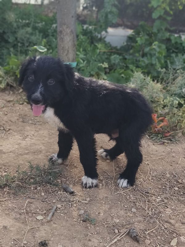 Balu - Chien Berger Catalan à adopter - photo 7