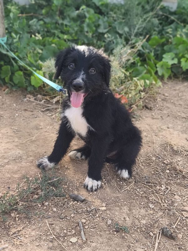 Balu - Chien Berger Catalan à adopter - photo 8