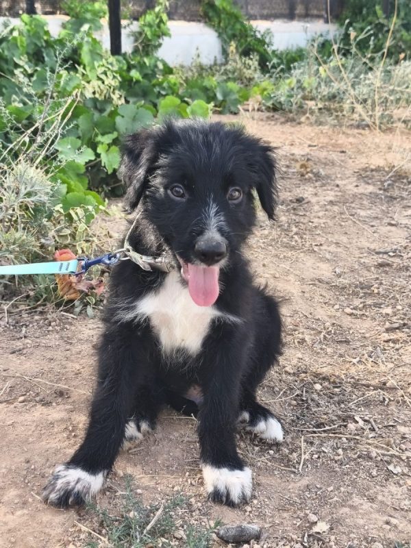 Balu - Chien Berger Catalan à adopter - photo 5
