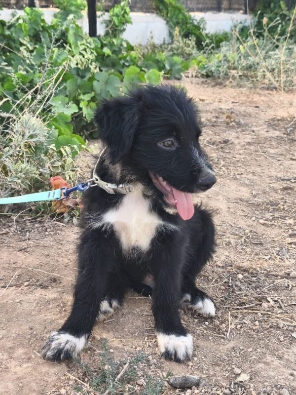 Balu - Chien Berger Catalan à adopter