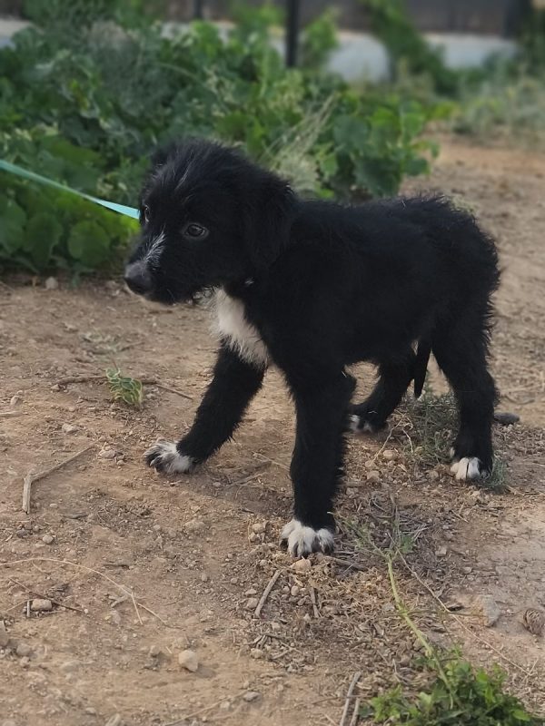 Balu - Chien Berger Catalan à adopter - photo 2
