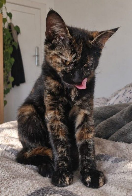 Ambre - Chat à adopter - photo 5