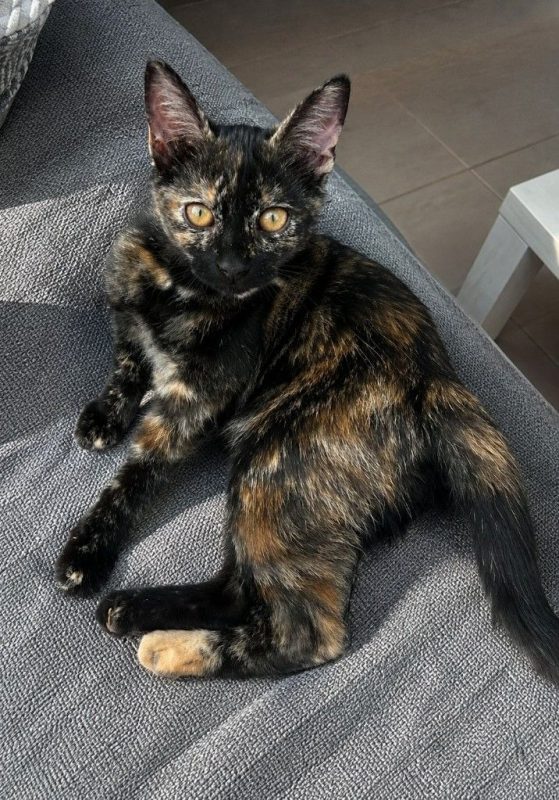 Ambre - Chat Européen à adopter - photo 2