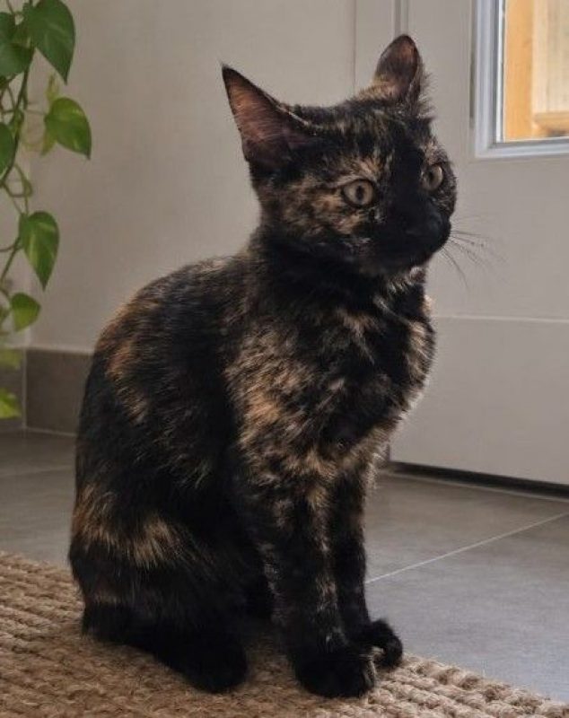 Ambre - Chat à adopter - photo 3