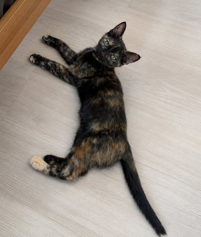 Ambre - Chat Européen à adopter